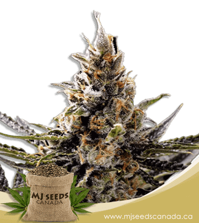24K Gold Regular Marijuana Seeds