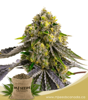 Afghan Autoflowering Marijuana Seeds