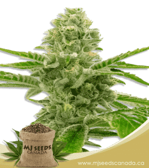 American Haze / California Haze Feminized Marijuana Seeds