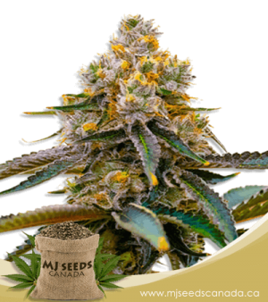 Amnesia Purple Feminized Marijuana Seeds