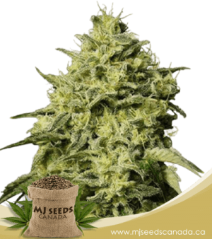 Amnesia Autoflowering Marijuana Seeds