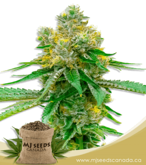 Blackberry Kush Feminized Marijuana Seeds
