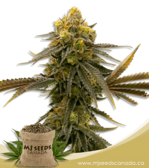 ACDC High CBD Marijuana Seeds