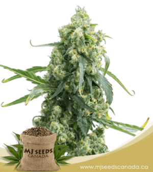 Chemdog #4 High CBD Marijuana Seeds