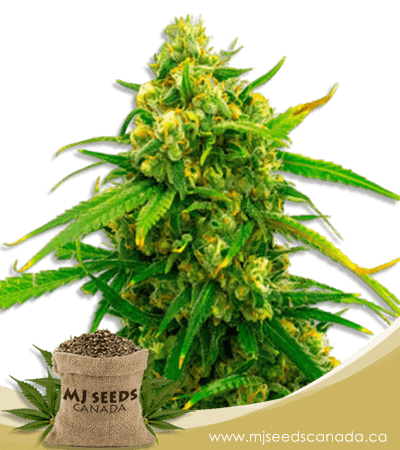 CritIcal Mass High CBD Marijuana Seeds