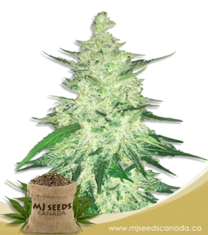 Diesel High CBD Marijuana Seeds