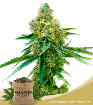 Harlequin High CBD Marijuana Seeds