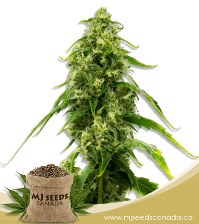 Harlequin Kimbo Kush High CBD Marijuana Seeds