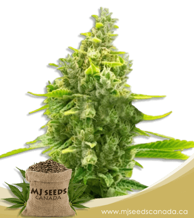 Haze High CBD Autoflower Marijuana Seeds