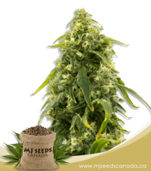 Sour Tangie High CBD Marijuana Seeds
