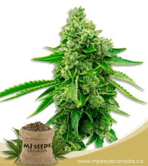 Tangie High CBD Marijuana Seeds