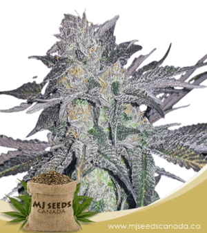 White Widow High CBD Marijuana Seeds