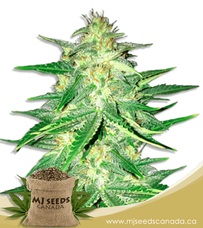 Zkittlez High CBD Marijuana Seeds