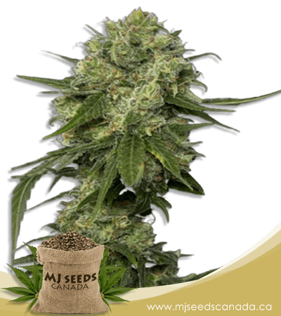Chocolope Regular Marijuana Seeds