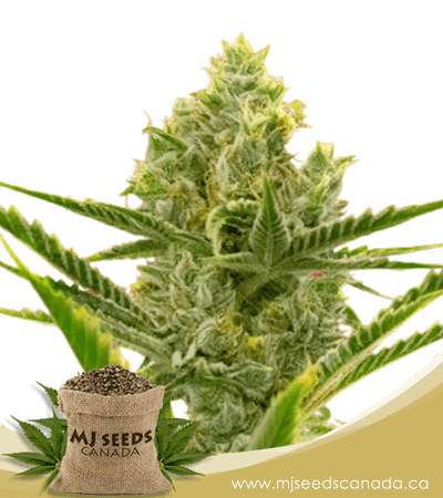 Critical + 2.0 Autoflowering Marijuana Seeds
