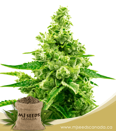 Critical Mass Autoflowering Marijuana Seeds