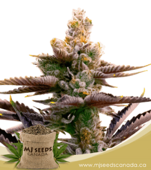 Critical Purple Autoflowering Marijuana Seeds