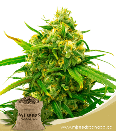Critical Autoflowering Marijuana Seeds