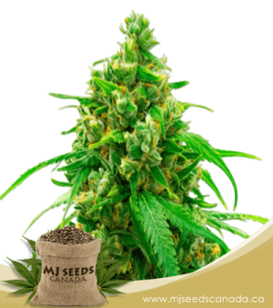 Diesel Autoflowering Marijuana Seeds