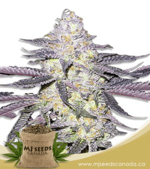 Dolato Feminized Marijuana Seeds