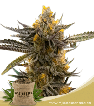 Haze XL Autoflowering Marijuana Seeds