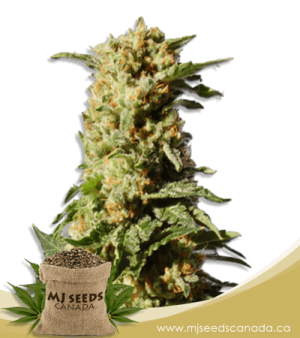 Kosher Kush Feminized Marijuana Seeds