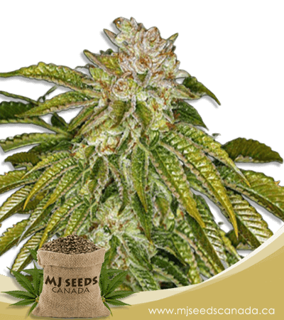 MK Ultra Feminized Marijuana Seeds