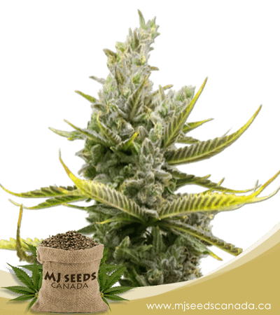 Magnum Autoflowering Marijuana Seeds