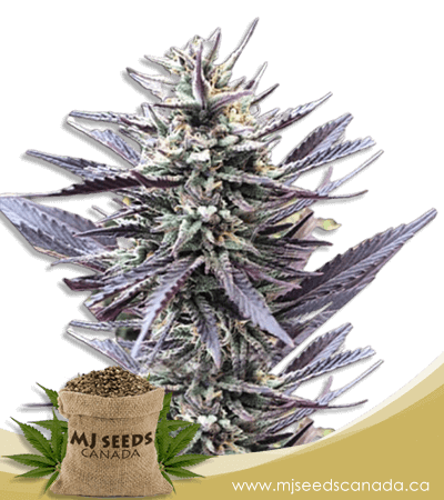Mango Kush Feminized Marijuana Seeds