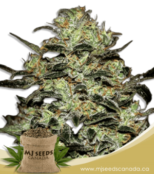 Moby Regular Marijuana Seeds