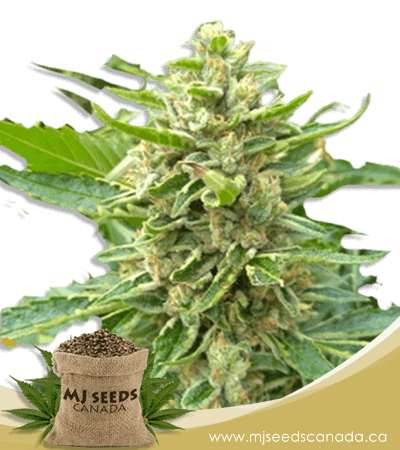 Mochalope Feminized Marijuana Seeds