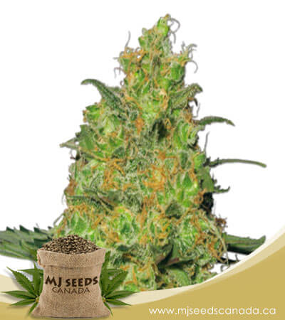 Pineapple Autoflowering Marijuana Seeds