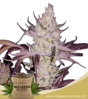 Platinum Cookies Feminized Marijuana Seeds