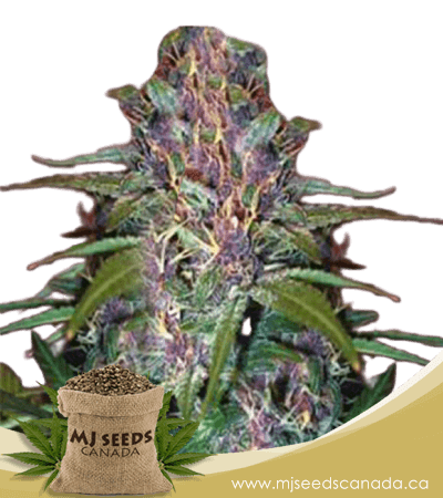 Pure Haze Feminized Marijuana Seeds
