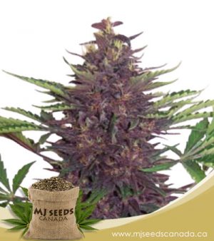 Purple Kush Autoflowering Marijuana Seeds