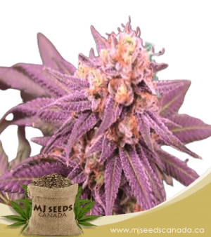 Purple Punch Feminized Marijuana Seeds