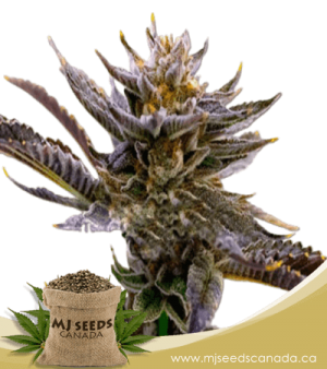 Purple Thai Feminized Marijuana Seeds