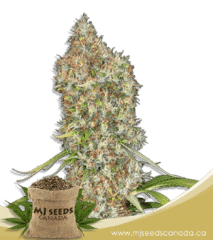 Rosenthal Feminized Marijuana Seeds