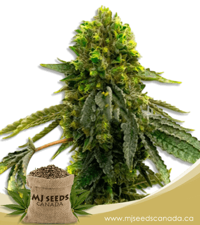Shiskaberry Punch Feminized Marijuana Seeds