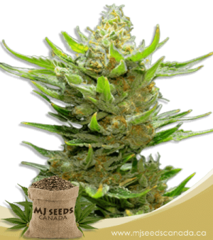 Snow Ripper Regular Marijuana Seeds