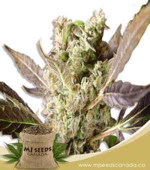 Somango Regular Marijuana Seeds