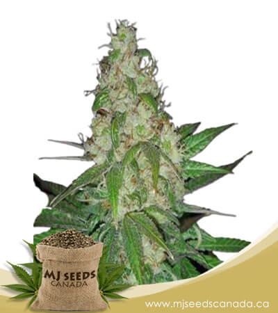 Sour Diesel Autoflowering Marijuana Seeds