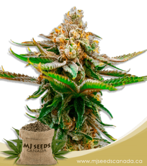 Strawberry Feminized Marijuana Seeds
