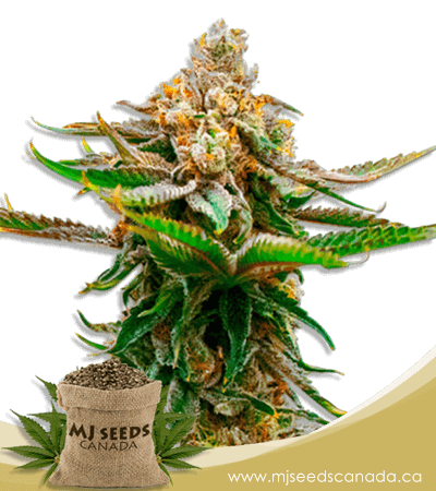 Strawberry Feminized Marijuana Seeds