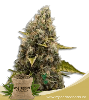 Strawberry Kush Feminized Marijuana Seeds
