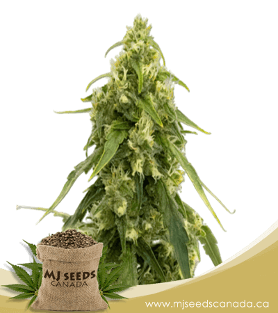 Triple XL Autoflowering Marijuana Seeds