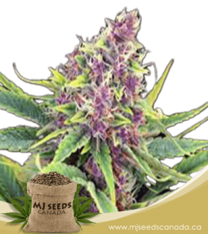 Ultra Violet OG Feminized Marijuana Seeds