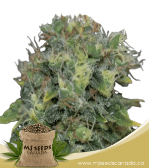 Yumbolt Autoflowering Marijuana Seeds