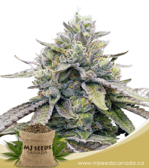 Zkitllez Autoflowering Marijuana Seeds