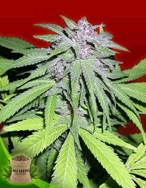 Amnesia Haze Feminized Marijuana Seeds